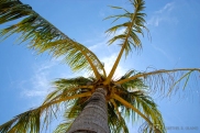 During a trip to Subic, Philippines: I was tired, so i sat myself under this coconut tree and took a moment to look up.