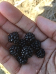 Freshly-picked black berries.